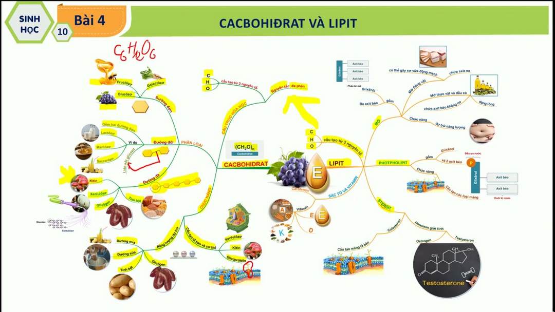 Là hợp chất có khả năng chuyên hóa cực cao