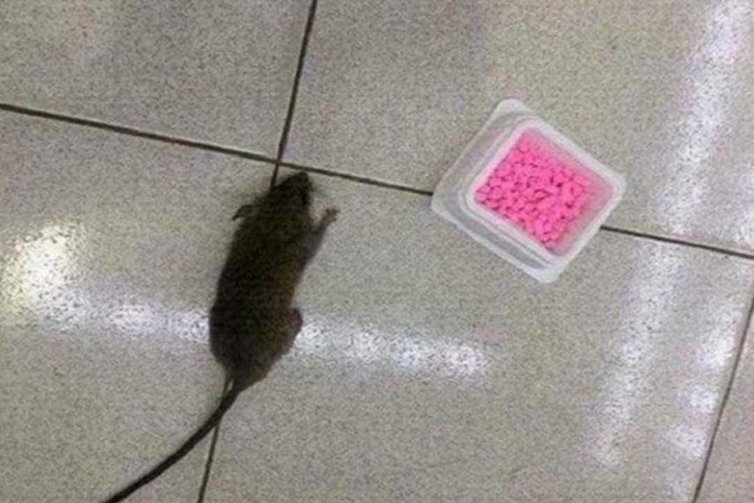 Cơ chế tác động của thuốc diệt chuột Ars Rat Killer