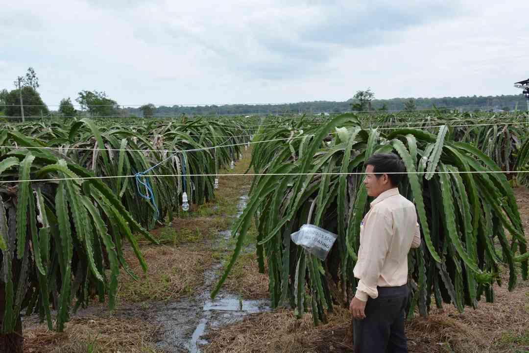 Lưu huỳnh rất cần thiết trong quá trình phát triển của cây